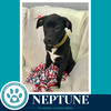 Neptune (Xena's Planetary Pups) 062026 - Photo 4
