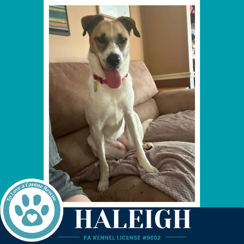 HALEIGH 062026 - Shepherd / Terrier available for adoption
