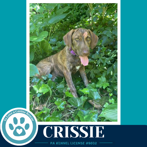 Crissie (The Copper Crew) 062026