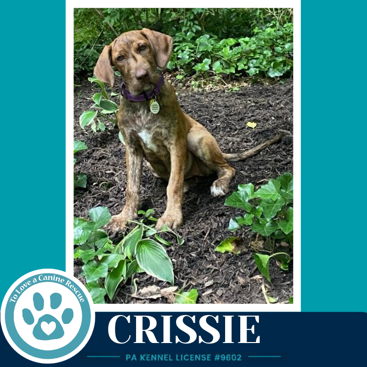 Crissie  (The Copper Crew) 062026 Image