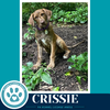 Crissie  (The Copper Crew) 062026 - Photo 1