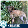Crissie  (The Copper Crew) 062026 - Photo 3