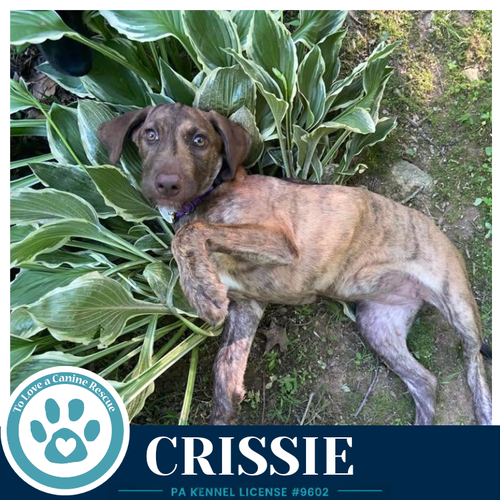 Crissie photo 3