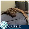 Crissie  (The Copper Crew) 062026 - Photo 4