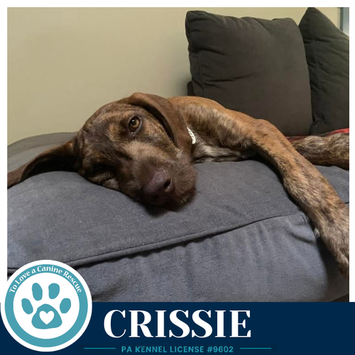 Crissie photo 4