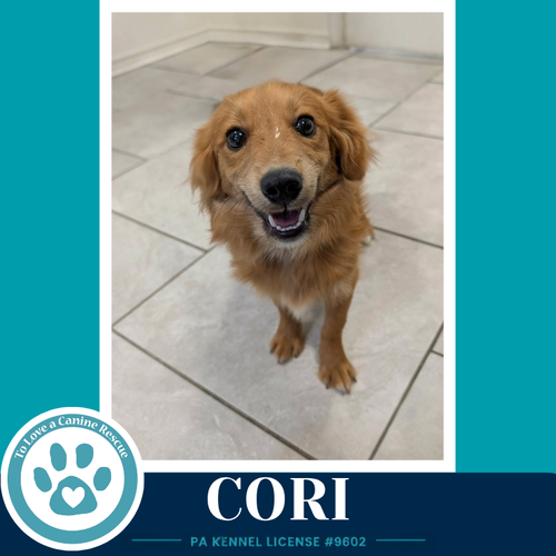 CORI 062026 - Pomeranian / Chihuahua available for adoption