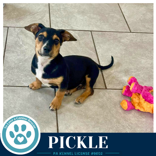 Pickle (Dilligent Doxies) 060626