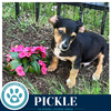 Pickle (Dilligent Doxies) 060626 - Photo 2
