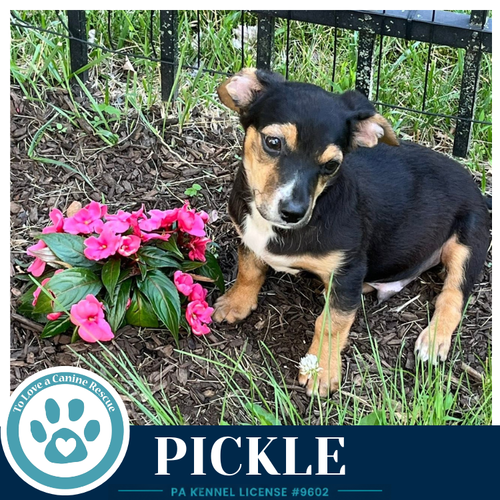 PICKLE (DILLIGENT DOXIES) 060626 - Dachshund available for adoption