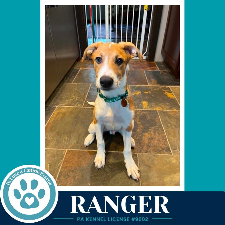 Ranger (Sweetie's Sweets) 062726 Image