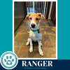Ranger (Sweetie's Sweets) 062726 - Photo 1