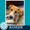 Ranger (Sweetie's Sweets) 062726 - Photo 2