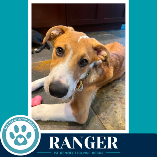 RANGER (SWEETIE'S SWEETS) 062726 - Labrador Retriever / Shepherd available for adoption