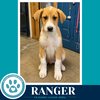 Ranger (Sweetie's Sweets) 062726 - Photo 4