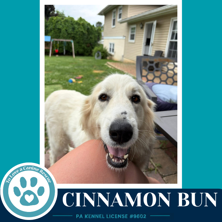 Cinnamon Bun 062726 Image