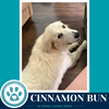 Cinnamon Bun 062726 - Photo 2