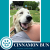 Cinnamon Bun 062726 - Photo 3
