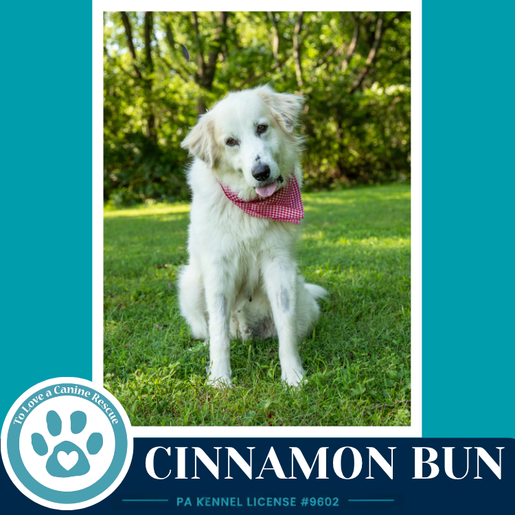 Cinnamon Bun 062726