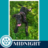 Midnight (Sweetie's Sweets) 062726 - Photo 1