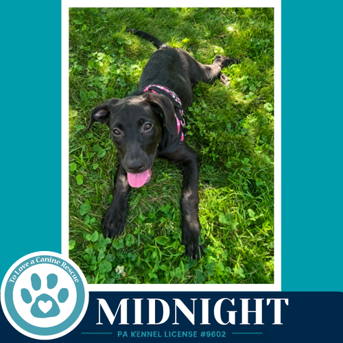 MIDNIGHT (SWEETIE'S SWEETS) 062726 - Labrador Retriever / Shepherd available for adoption
