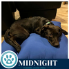 Midnight (Sweetie's Sweets) 062726 - Photo 2