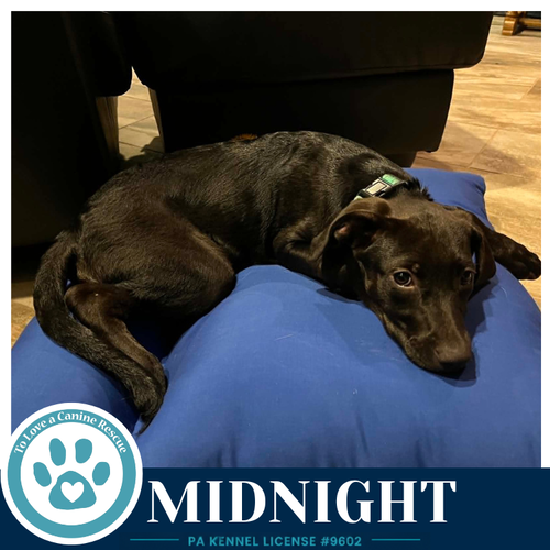 MIDNIGHT (SWEETIE'S SWEETS) 062726 - Labrador Retriever / Shepherd available for adoption