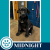 Midnight (Sweetie's Sweets) 062726 - Photo 3