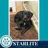Starlite (Sweetie's Sweets) 062726 - Photo 1