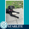 Starlite (Sweetie's Sweets) 062726 - Photo 2
