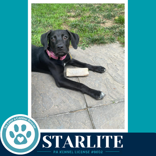 STARLITE (SWEETIE'S SWEETS) 062726 - Labrador Retriever / Shepherd available for adoption