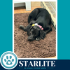 Starlite (Sweetie's Sweets) 062726 - Photo 3