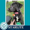 Starlite (Sweetie's Sweets) 062726 - Photo 4