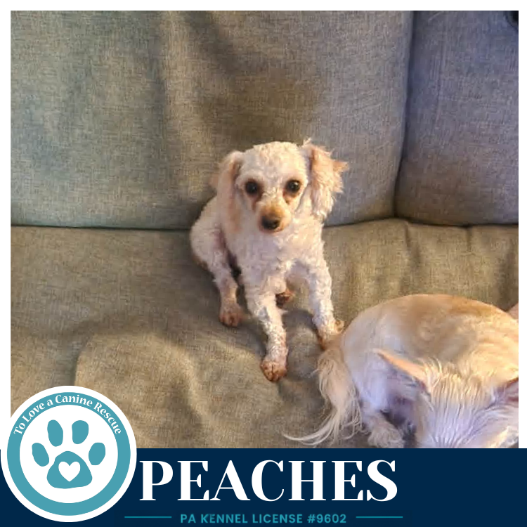 Peaches 061326 Image