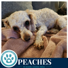 Peaches 061326 - Photo 2