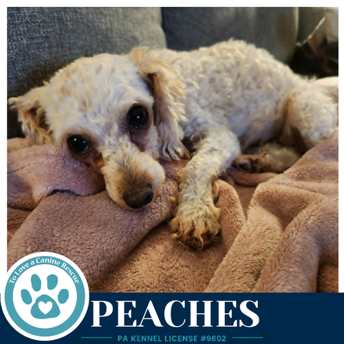 PEACHES 061326 - Poodle (T-Cup) available for adoption