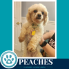 Peaches 061326 - Photo 3