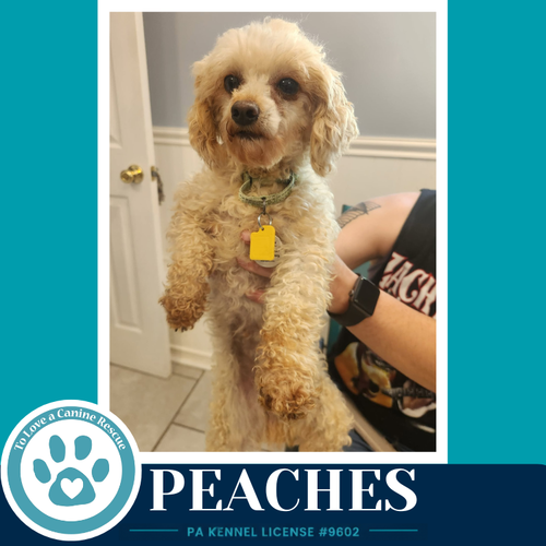 Peaches 061326 photo 4