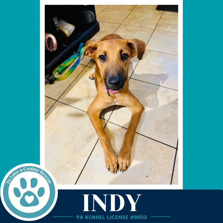 Indy (I-Team) 062726 Image