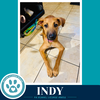Indy (I-Team) 062726 - Photo 1