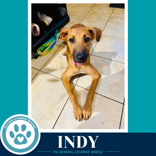 INDY (I-TEAM) 062726 - Shepherd / Terrier available for adoption