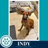 Indy (I-Team) 062726 - Photo 2