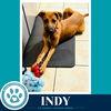 Indy (I-Team) 062726 - Photo 3