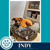 Indy (I-Team) 062726 - Photo 4
