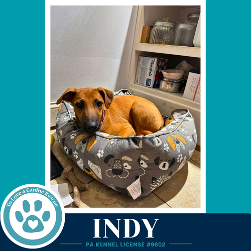 Indy photo 4