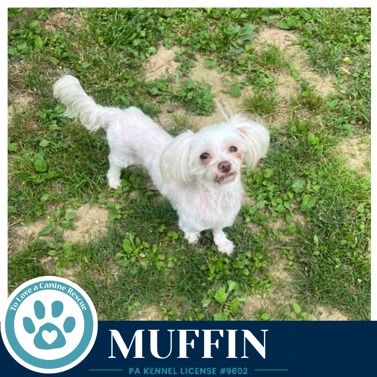 Muffin 061326 Image