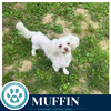 Muffin 061326 - Photo 1