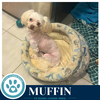 Muffin 061326 - Photo 2