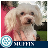 Muffin 061326 - Photo 3