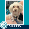 Muffin 061326 - Photo 4