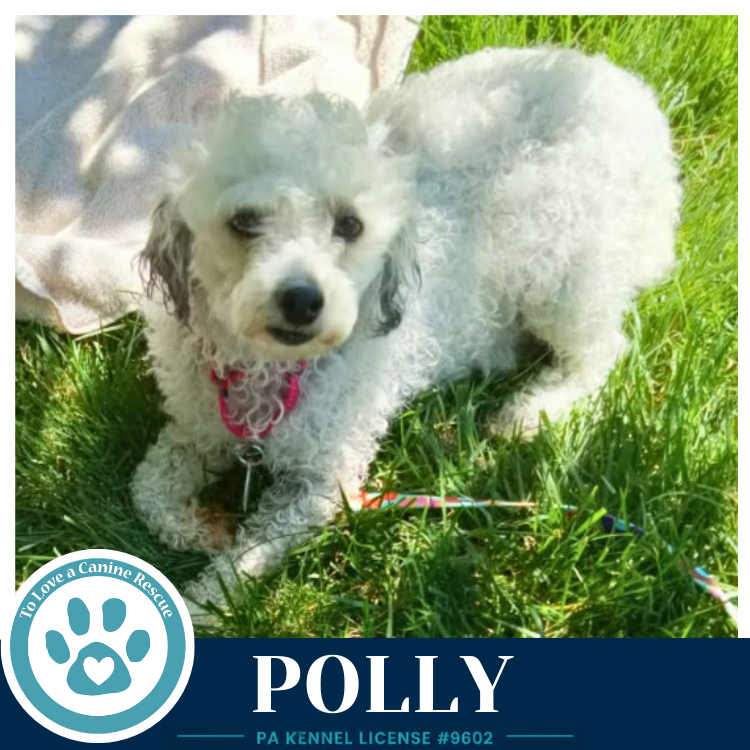 Polly 061326 Image